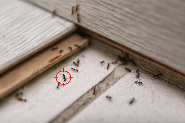 Professional Pest Control in Bull Run Mountain Estates, VA