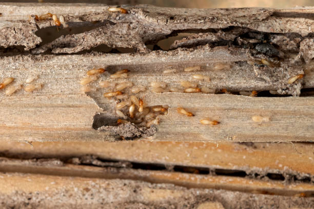 Best Affordable Pest Control Services  in Bull Run Mountain Estates, VA